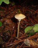 Agrocybe acericola image