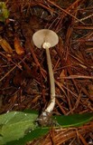 Agrocybe acericola image
