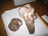 Hygrophorus russula image