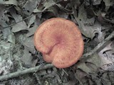 Polyporus radicatus image