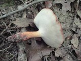 Polyporus radicatus image