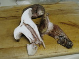 Hygrophorus russula image