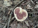 Hydnellum aurantiacum image