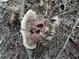 Hydnellum aurantiacum image