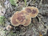 Hydnellum aurantiacum image