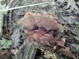 Hydnellum aurantiacum image