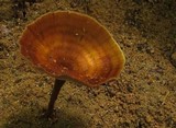Coltricia cinnamomea image
