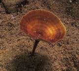Coltricia cinnamomea image