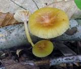 Hygrocybe laeta var. laeta image