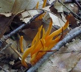 Clavulinopsis aurantiocinnabarina image