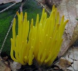 Clavulinopsis fusiformis image