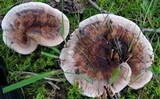 Hydnellum scrobiculatum image