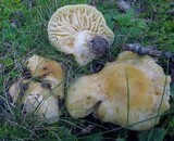 Russula earlei image