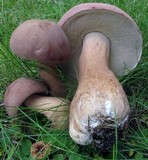 Tylopilus rubrobrunneus image