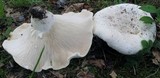 Lactarius piperatus image