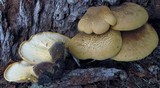Tapinella atrotomentosa image