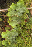 Peltigera leucophlebia image