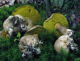 Pseudoboletus parasiticus image