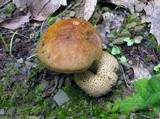 Pseudoboletus parasiticus image