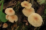 Marasmius siccus image