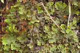 Peltigera leucophlebia image