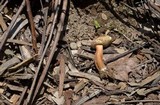 Gyroporus castaneus image