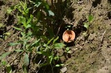 Gyroporus castaneus image