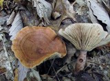 Lactarius quietus var. incanus image