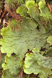 Peltigera leucophlebia image