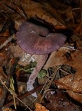 Laccaria amethystina image