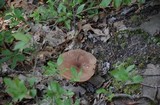Lactarius corrugis image