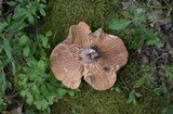 Lactarius corrugis image