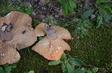 Lactarius corrugis image