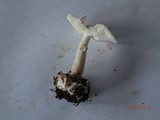 Amanita brunnescens image
