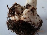 Amanita brunnescens image