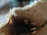 Amanita brunnescens image