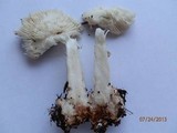 Amanita brunnescens image