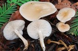Clitocybe fragrans image