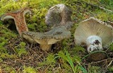 Russula nigricans image