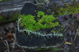 Dolichousnea longissima image