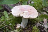 Russula flavisiccans image