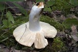 Russula flavisiccans image