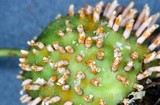 Gymnosporangium clavipes image