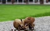 Scleroderma areolatum image