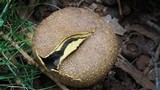 Scleroderma areolatum image