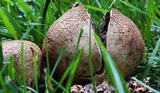 Scleroderma areolatum image