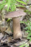 Tylopilus rubrobrunneus image