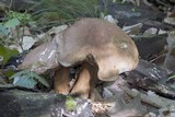 Tylopilus rubrobrunneus image
