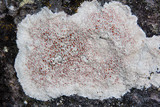 Haematomma fenzlianum image
