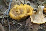 Cantharellus phasmatis image